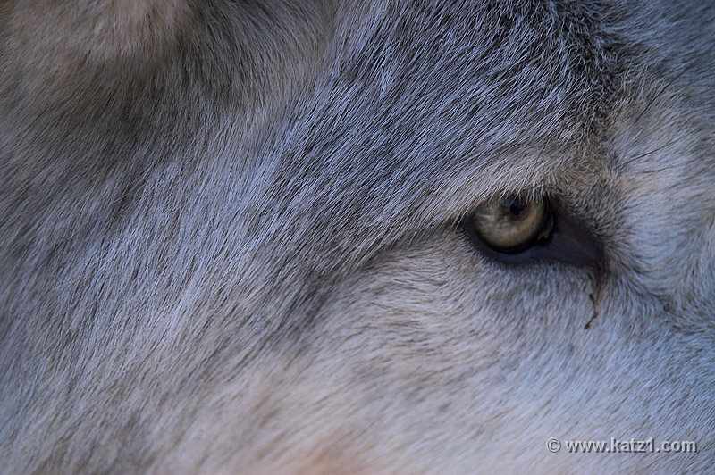 Arctic Wolf 038